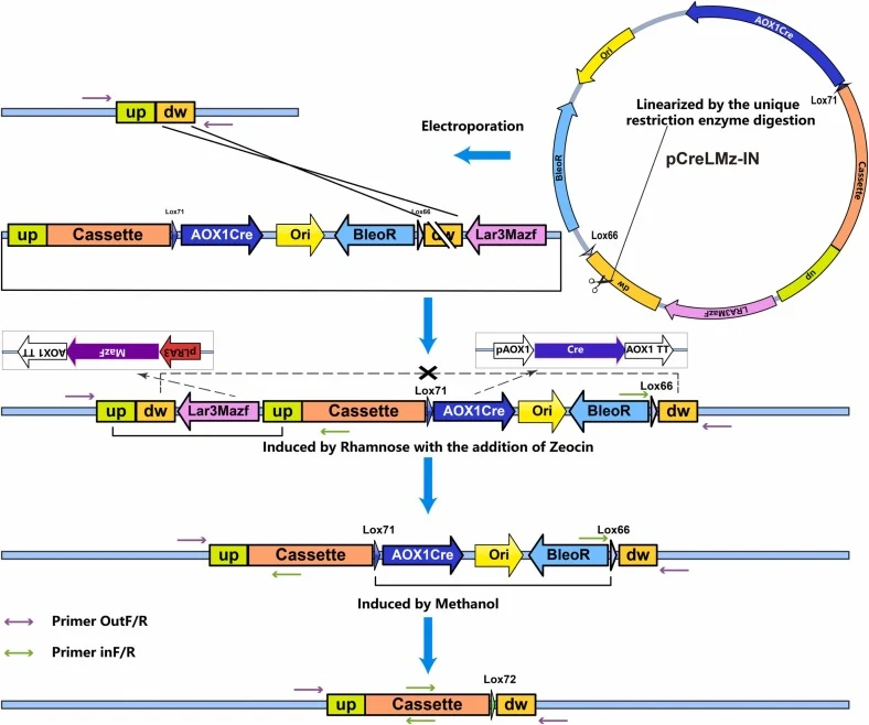 Knockin process of plasmid pCreLMz. The markerless knockin vector pCreLMz-IN consists of the knockin sequence (Cassette), the upstream homologous fragment (“up”) and downstream homologous fragment (“dw”) of the target locus, the “LRA3MazF”, the Zeocin resistance gene (BleoR), the E. coli replication