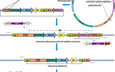 基于生存压力介导分子内同源重组的毕赤酵母高效无痕基因编辑