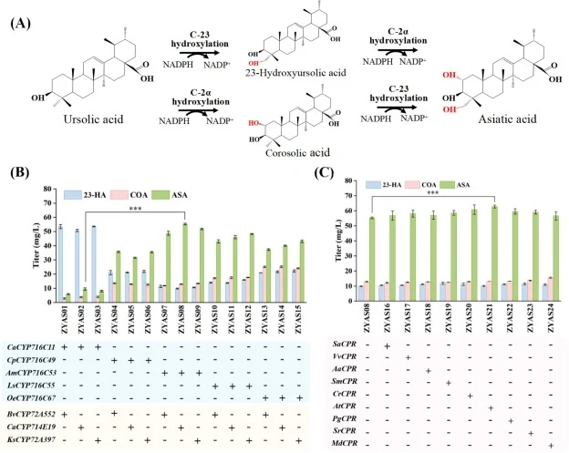 Engineering of cytochrome P450-CPR systems for ASA biosynthesis. (A) Downstream biosynthetic pathway of ASA. (B) Schematic diagram for the selection of P450 enzyme pairs catalyzing C-23 and C-2α hydroxylation. (C) Screening of CPRs from different plant sources. All data represent the means and stand