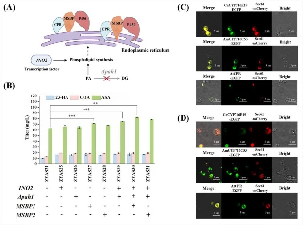 Remodeling of the ER to enhance P450-catalyzed ASA biosynthesis. (A) Schematic illustration of P450 anchoring on the ER membrane. (B) Effects of ER engineering on ASA titers. (C) Subcellular localization of CaCYP716E19, AmCYP716C53 and AtCPR to the ER in strain ZYAS08. (D) ER-targeted distribution o