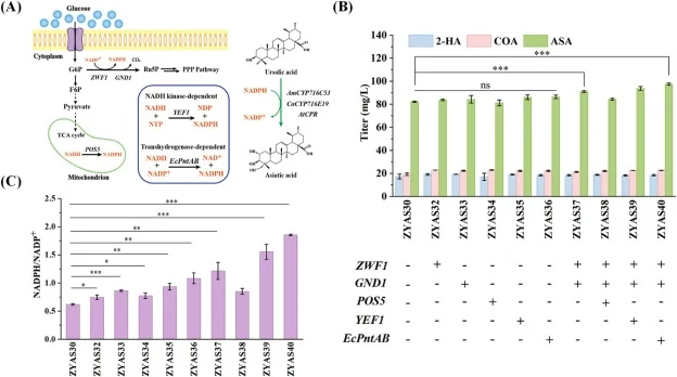 Modular enhancement of NADPH regeneration to support cytochrome P450 activity. (A) Schematic diagram of NADPH regeneration pathways engineered in S. cerevisiae. (B) Effect of NADPH cofactor supply optimization on ASA production. (C) Intracellular NADPH/NADP+ ratios measured in engineered strains. Al
