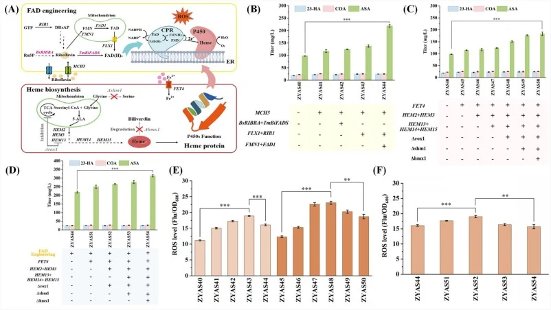 Engineering of FAD and heme pathways enhances ASA production in yeast. (A) Schematic overview of FAD and heme pathways and their integration with cytochrome P450 catalysis. (B) Engineered FAD biosynthesis pathway for ASA production. (C) Engineered heme pathway for ASA production. (D) Combination of
