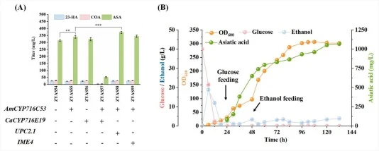 Genetic regulation and fermentation optimization for enhanced ASA production. (A) Effects of additional P450 copies and global regulators on the titers of ASA in shake-flask cultivation. (B) 5-L fed-batch fermentation using ZYAS58. All data represent the means and standard deviations of biological t