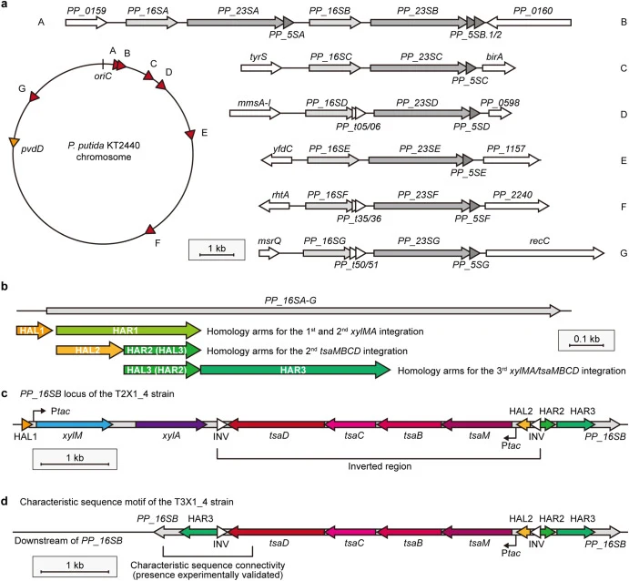 Random integration of the Ptac-xylMA and Ptac-tsaMBCD cassettes into the ribosomal RNA genes (rDNA sites) of P. putida KT2440. (a) The distribution of seven rDNA sites (A, B, C, D, E, F, and G), the pvdD gene, and the oriC on the P. putida KT2440 chromosome and their structures. (b) The homology arm