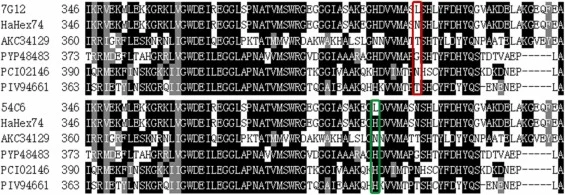 Sequence alignment of HaHex74 and mutants (7G12 and 54C6) with other reported β-N-acetylhexosaminidases from GH family 20. Numbers on the left are the residue number of first amino acid in each line. The listed sequences were acquired from the GenBank accession numbers: a β-N-acetylhexosaminidase fr