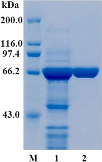 mHaHex74在大肠杆菌BL21(DE3)中表达纯化过程中的SDS-PAGE。泳道M，高分子量蛋白标准品；泳道1，粗酶；泳道2，Ni-HP柱纯化后的mHaHex74。