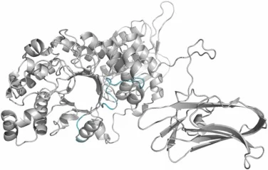 mHaHex74（绿色）与HaHex74（灰色）模型结构的比对。该酶的同源建模由SWISS-MODEL完成，模板为多形拟杆菌β-己糖胺酶结构（PDB条目6Q63）。结构图使用PyMol 1.8制作。