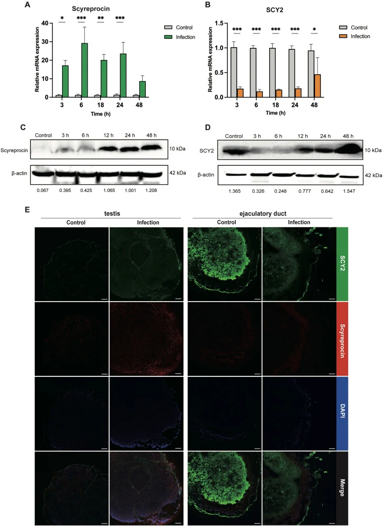 Transcriptional and translational dynamics of SCY2 and Scyreprocin after P. putida infection. (A–B) qPCR analysis of Scyreprocin and SCY2 mRNA expression in the testis and ejaculatory duct, respectively. Statistical analysis was performed using Two-way ANOVA (*p < 0.05, **p < 0.01, ***p < 0.001). (C