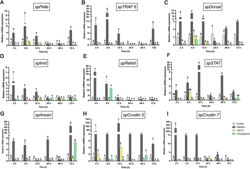 Modulation of immune-related gene expression by rSCY2 and rScyreprocin in male crabs. (A–I) Expression levels of spPelle, spTRAF6, spDorsal, spImd, spRelish, spSTAT, spArasin, spCrustin5, and spCrustin7 (n = 3–4). One-way ANOVA with LSD post-hoc test; different letters denote significant differences