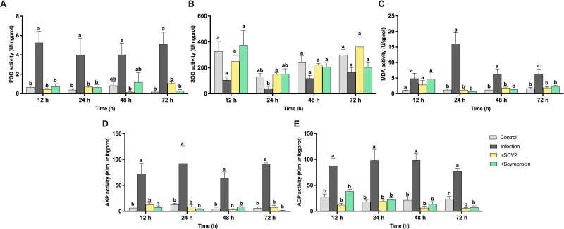 Effect of rSCY2 and rScyreprocin on oxidative stress biomarkers in male crabs (A–E) Enzymatic activity of POD, T-SOD, MDA, AKP, and ACP in hepatopancreas tissue (n = 3–5). Statistical analysis was performed using One-way ANOVA followed by LSD post-hoc test; different letters indicate significant dif