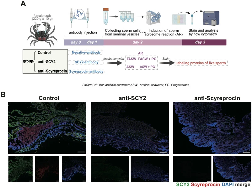 Validation of SCY2 and Scyreprocin blockade in female crabs. (A) Schematic of the in vivo antibody blockade experiment. Polyclonal antibodies targeting SCY2 or Scyreprocin were injected into the genital pore of female crabs on days 0 and 1. On day 2, tissues were harvested for cryosectioning, and sp