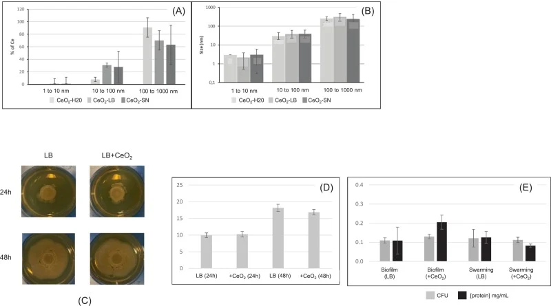 DLS characterization of cerium oxide nanoparticles and growth in different conditions characterization. (A): repartition of cerium between various NP size ranges in function of the medium (water, LB broth, or preconditioned LB medium (culture supernatant, SN)). (B): average radius of the NP in funct