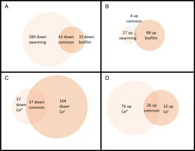 Venn diagrams for comparing the effects of a high dose of nanoceria between the two mode of growth conditions (Panels A and B) and the effects of two doses of nanoceria on bacteria grown in pellicle biofilm conditions. (Panels C and D). Panels A and C deal with down regulated proteins and panels B a