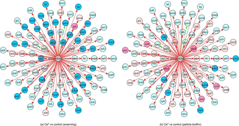 Stringent response: CeH vs control in (a) swarming and (b) pellicle biofilm growth conditions.