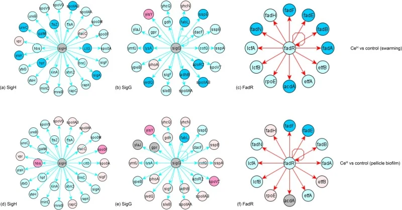 Sporulation: CeH vs control in swarming (a), (b), (c) and pellicle biofilm (d), (e), (f) growth conditions; (a) and (d) SigH, (b) and (e) SigG, and (c) and (f) FadR regulons.