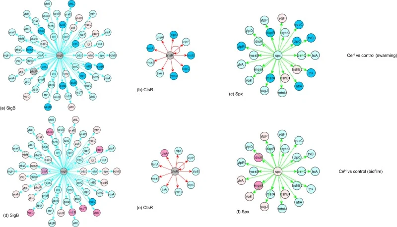Stress response: CeH vs control in swarming and pellicle biofilm growth conditions: (a) SigB, (b) CtsR and (c) Spx regulons.