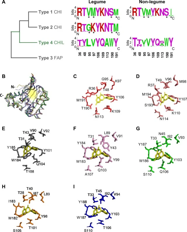 CHI and CHIL conserved binding cleft residues. (A) Sequence logos of extracted residues (36, 48, 95, 97, 106, 109, 113, 190, and 191; based on MsCHI-II numbering) of type 1, 2, and 4 CHI-fold proteins in (non)-legumes. Residues are colour-coded: green, hydrophobic; purple, polar uncharged; red, posi
