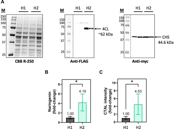 Increased 4CL expression in yeast leads to improved naringenin titers. (A) Protein extracts of H1 and H2 yeast strains were subjected to SDS-PAGE and stained for total protein or immunoblotted against anti-FLAG or anti-myc. H1 strain harboured pESC-Ura-CHS-Gm4CL2, and H2 strain harboured pESC-Ura-CH