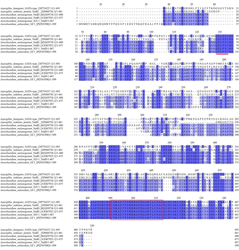 The deduced amino acid sequences of the NSDD genes from different strains of Aureobasidium spp. and Aspergillus spp. The conserved amino acid sequences QSLPSI was underlined and the GATA type IVb transcriptional factor domains C-X2-C-X18-C-X2-C was boxed.