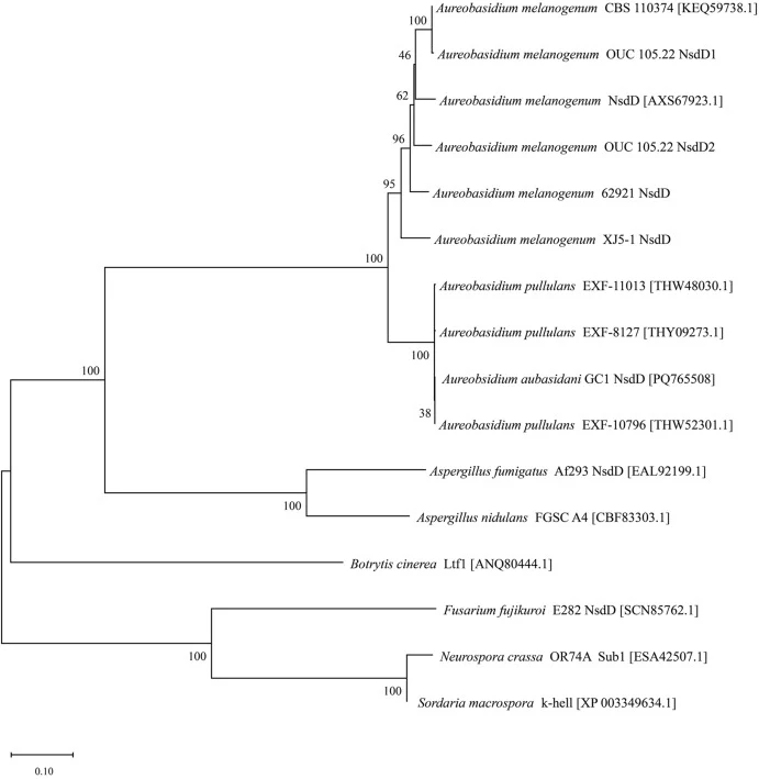 Phylogenetic analysis of the NsdD protein sequences from various Aureobasidium species and related filamentous fungi. The tree was constructed using the neighbor-joining method with 1000 bootstrap replicates in MEGA version 11.0.13. B. cinerea NsdD protein sequence was used as the outgroup.