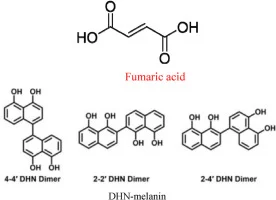 Dual role of the transcriptional factor NsdD in regulation o