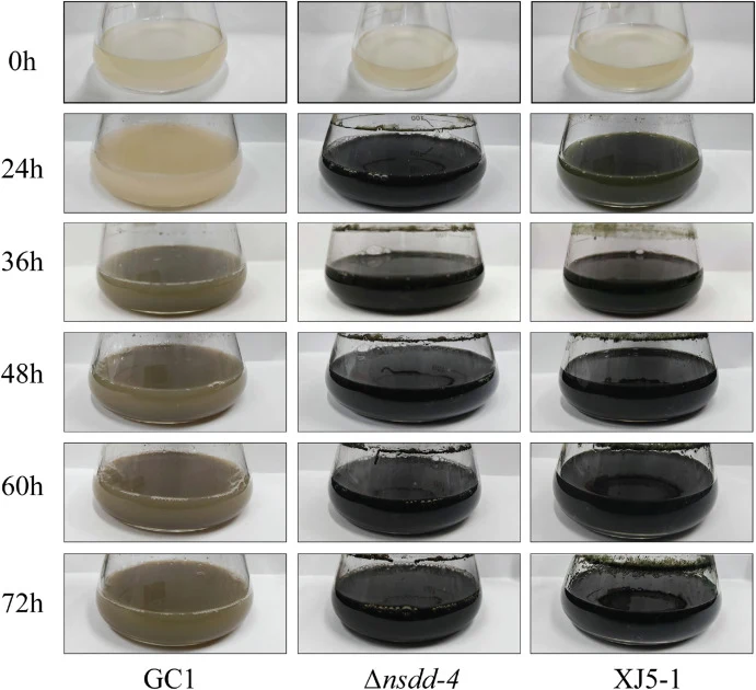 Melanin production by GC1 strain and its different Δnsdd-4 mutant grown in the PD medium at different time. The high melanin-producing A. melanogenum XJ5-1 was used a control.
