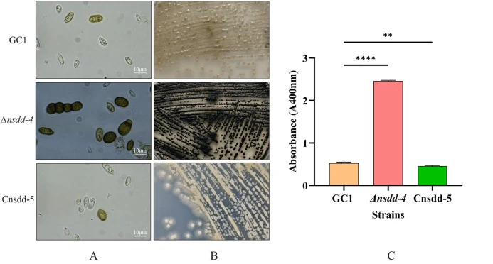 GC1菌株及其Δnsdd-4突变体和互补菌株Cnsdd-5的细胞和菌落形态(A和B)及黑色素产量(C)。数据以平均值 ± 标准差表示,n = 3。∗∗∗∗表示差异极