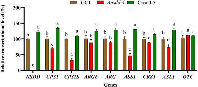 Relative transcriptional levels (%) of the NSDD gene and the genes involved in fumaric acid biosynthesis and regulation in the GC1 strain, the Δnsdd-4 mutant, and the complemented strain Cnsdd-5. The CPS1 and CPS2S genes encode carbamoyl phosphate synthase subunits, essential for arginine biosynthes