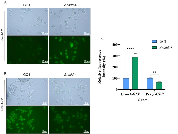 The fluorescence intensities of the GC1 and Δnsdd-4 cells expressing the promoter of the CMR1 gene-GFP gene (A and C) and the GC1 and Δnsdd-4 cells expressing the promoter of the CRZ1 gene-GFP gene (B and C).