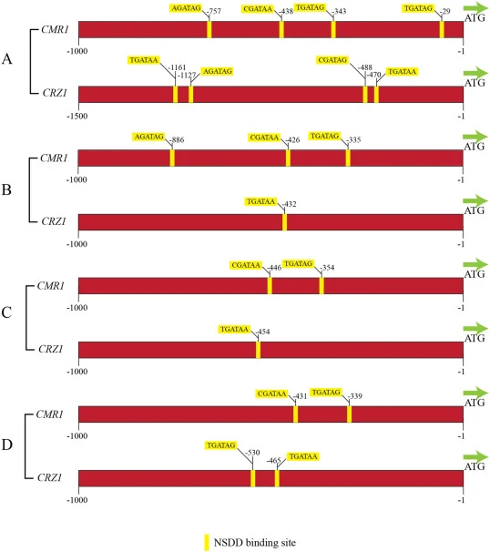 The binding sites (the conserved 5′-HGATAR-3) of the promoters of CMR1 genes and the CRZ1 genes in different strains of Aureobasidium spp. by NsdD. A: GC1 strain; B: XJ5-1 strain; C: ATCC62921 strain; D: P16 strain mentioned in the text.