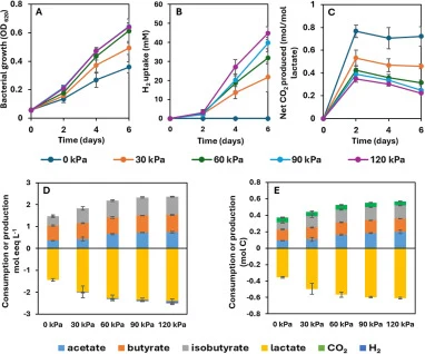 Growth of C. luticellarii on 200 mM lactate and 100 mM acetate under varying H2 partial pressures of 0 kPa, 30 kPa, 60 kPa, 90 kPa and 120 kPa, the 0 kPa condition corresponds to the N2/CO2 (80/20 v/v%) control at a total headspace pressure of 150 kPa, yielding PCO2 = 30 kPa and PH2 = 0 kPa (A); Upt