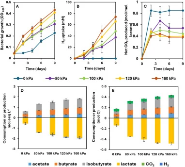 Growth of C. luticellarii on 200 mM lactate and 100 mM acetate under varying H2 partial pressures of 0 kPa, 80 kPa, 100 kPa, 120 kPa and 160 kPa, the 0 kPa condition corresponds to the N2/CO2 (80/20 v/v%) control at a total headspace pressure of 150 kPa, yielding PCO2 = 30 kPa and PH2 = 0 kPa (A); U