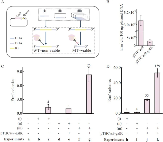 Establishment of a genome editing tool in Lactococcus lactis through the coupling of CRISPR/Cas9 and homologous recombination. (A) The designation of the genome editing platform. “UHA” and “DHA” indicate the upstream and downstream homology arms of the targeted chromosomal region (IG); “(i)” indicat