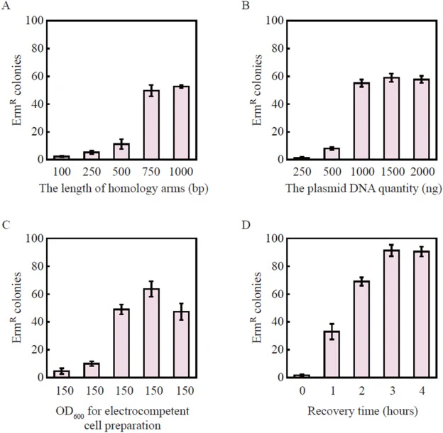Optimization of the genome editing platform in L. lactis. (A) Effect of homology arm length on galK deletion efficiency. Replicating plasmid donors with various homology lengths were added. Cells were cultured to an OD600 of ∼0.4, and 1 μg of CRISPR/Cas9 plasmid was used for electroporation, followe