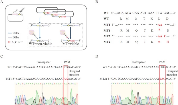 Precise point mutation of the galK gene in L. lactis using the genome editing platform. (A) Overview of the precise point mutation. The Cas9/crRNA/tracrRNA complex targets the genomic locus of the PAM site (NGG). Homology-directed repair using donor DNA introduces the desired point mutation, resulti