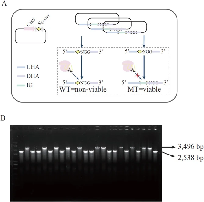 Targeted insertion in L. lactis using the genome editing platform. (A) Overview of the targeted insertion strategy. The Cas9-sgRNA complex targets the genomic locus adjacent to a protospacer adjacent motif (PAM) site (NGG). The donor DNA consists of an upstream homology arm (UHA), an integration cas