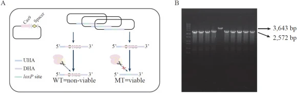 Targeted DNA replacement in L. lactis using the genome editing platform. (A) Overview of the targeted DNA replacement strategy. The donor DNA consists of an upstream homology arm (UHA), a loxP site, and a downstream homology arm (DHA). The wild-type (WT) locus is non-viable, while the mutant (MT) ge