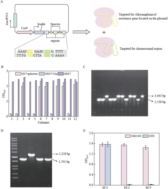 Sequential gene deletions in L. lactis using the genome editing platform. (A) Overview of the construction of the targeted plasmid with two spacers. The CRISPR array contains tracrRNA, leader (the leader sequence within the CRISPR array), repeats, and spacers. The first spacer targets the chloramphe