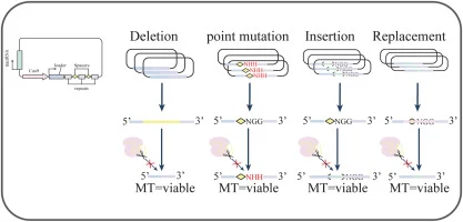 A rapid and efficient genome editing tool in Lactococcus lac