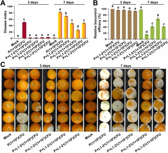 (A) Disease index (B) biocontrol efficacy and (C) there Shatang mandarin fruit after different treatments 3 days and 7 days: (Mock) treated with sterile water only, P. digitatum 1 × 106 CFU mL⁻¹ inoculated with P. digitatum 1 × 106 CFU mL⁻¹ concentration in control and treatment, P + L1−21 indicatin