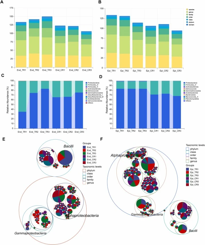 Stacked bar graph of taxonomy in both endophyte (A) and epiphyte (B) groups highlighting the taxonomic diversity and taxonomic completeness of the microbial communities. The stacked bar graph endophyte (C) and epiphyte (D) showed the relative abundance of different bacterial species among all treatm