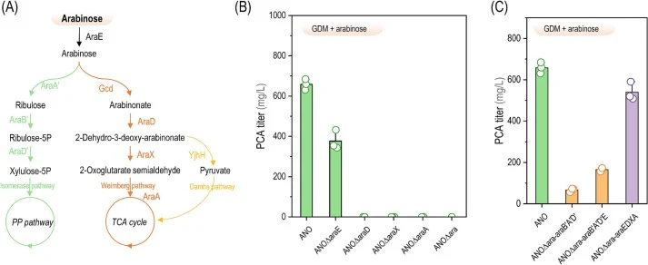 Analysis of the metabolic pathway of arabinose in P. chlororaphis GP72. (A) The main pathways of arabinose metabolism in microorganisms. (B) The impact of blocking endogenous arabinose pathways on phenazine-1-carboxylic acid (PCA) yield. (C) The PCA titer of engineered strains expressing arabinose m