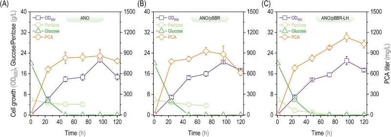 工程菌株在模拟木质纤维素水解液中的性能。菌株ANO(A)、ANO/pBBR(B)、ANO/pBBR-LH(C)在模拟木质纤维素水解液中的细胞生长、葡萄糖和戊糖浓度以及吩嗪-1-羧酸(PCA)滴度。菌株基因型:ANO/pBBR(空质粒)
