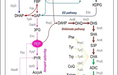 工程化绿针假单胞菌高效转化玉米秸秆水解液合成吩嗪-1-羧酸