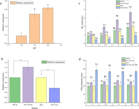 pH-dependent regulation of pa1136 transcription and its effect on BC biosynthesis in engineered N. cocois WE7 strains. (a) pa1136 expression (qPCR) under different pH conditions. Data: mean ± SD (n = 3). Control: pH 4.5, Different letters indicate significant differences between pH conditions (p < 0