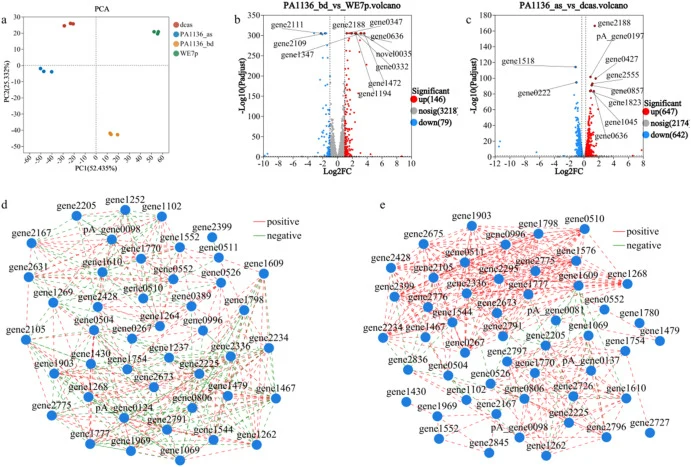 PCA,Volcano Plots and Interaction Network of DEGs. (a) PCA of global gene expression profiles (PC1: 52.4%, PC2: 25.3%). (b–c) Volcano plots of DEGs (|log2FC| > 1, FDR < 0.05): (b) PA1136_bd vs WE7p (146↑/79↓), (c) PA1136_as vs dcas (647↑/642↓). (d–e) Interaction network of DEGs: (d) PA1136_bd vs WE7