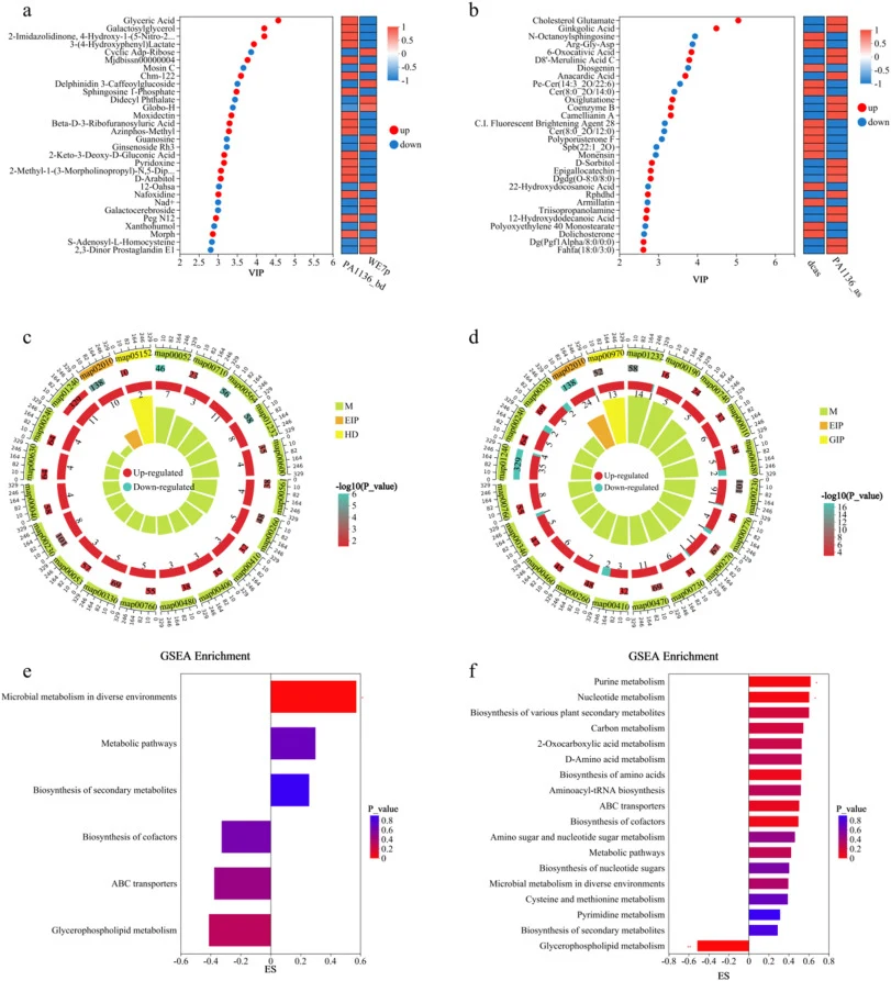 Differential metabolite and enrichment analyses.(a) Top 30 differentially metabolites, VIP plot (PA1136_bd vs WE7p). (b) Top 30 differentially metabolites, VIP plot (PA1136_as vs dcas). (c) Multidimensional enrichment (PA1136_bd vs WE7p). (d) Multidimensional enrichment (PA1136_as vs dcas). (e) GSEA