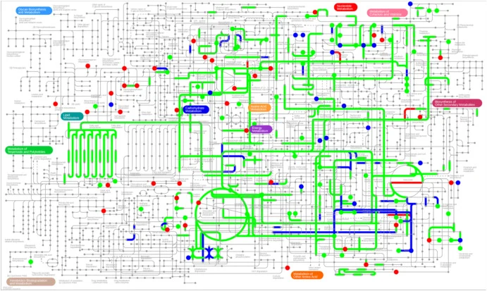 iPath analysis of differentially expressed genes (DEGs) and metabolites. Lines represent pathways: red, DEGs in overexpression group; green, DEGs in silencing group; blue, pathways shared by both groups. Dots represent metabolites: red, differential metabolites in overexpression group; green, differ