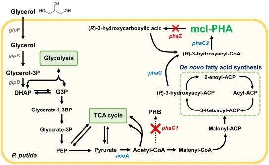 Metabolic pathway of P. putida EM42 and the MCL-PHA biosynthesis pathway. glpF, glycerol uptake facilitator protein; glpK, glycerol kinase; glpD, sn-glycerol-3-phosphate dehydrogenase; acoA, pyruvate dehydrogenase subunit A; phaG, (R)-3-hydroxyacyl-ACP:CoA transacylase; phaC2, PHA synthase II. Genes