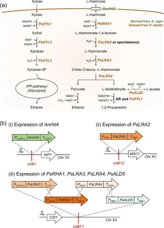 Engineering l-rhamnose utilization in Saccharomyces cerevisiae. (a) The heterologous fungal l-rhamnose pathway converts l-rhamnose to pyruvate and l-lactaldehyde. (b) Schematic diagram of integrated expression cassettes encoding the l-rhamnose transporter (AnrhtA) and pathway enzymes (PsRHA1, PsLRA2
